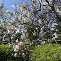 桜の実