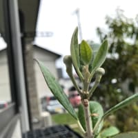 フェイジョアの春