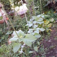 月一のカラオケ店とひまわりに支柱