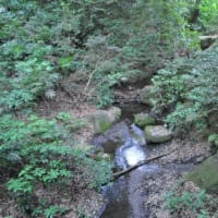 明治神宮御苑　　明治天皇ゆかりの由緒ある花菖蒲苑　　　1