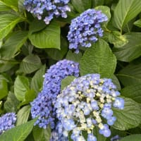 王子からさくらトラムに乗って早稲田まで