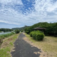 ヒラのバラシとマゴチ。