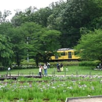 【”25 花菖蒲が満開だ！】東村山市：北山公園