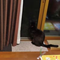 　創作料理佳久　黒猫ラベル　