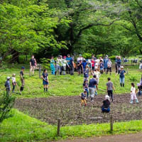 田植えの準備でした