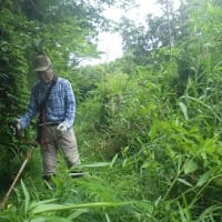 今年も憂鬱、山の下草(主に笹)刈りを始める