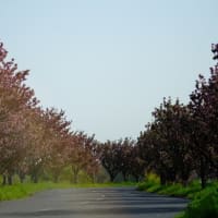 平田公園の八重桜