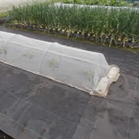 マクワウリは自家製苗を植えました。