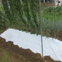長芋に白黒マルチ