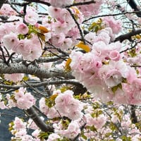 茅ヶ崎いちの市