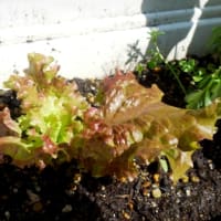 ミニ野菜　近況