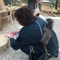 高山 観光