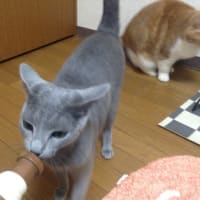 えむっちょ死亡説