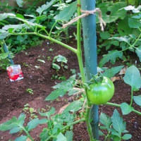 令和６年のトマト栽培ー２ー