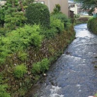 庭端の「大蓮寺川護岸の除草」半分完了。