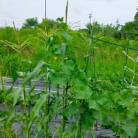 種無しスイカ初結実、とうもろこし結実