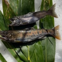 海へ注ぐ渓流②