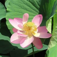 花散歩・２０２５大賀ハスまつり