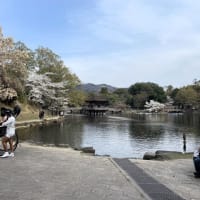 奈良公園　桜散策　浮見堂　2025/4/05