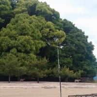 めぐりめぐって～宮島～お島まわり１