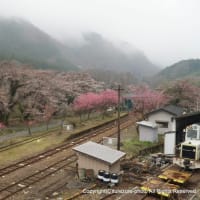 2024わたらせ渓谷鐵道・神戸駅の花桃