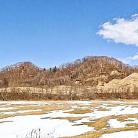 酷寒の地・北海道釧路地方でも、野山に春の兆し＝ネコヤナギ