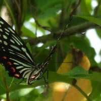 緑区にも「アカホシゴマダラチョウ」が