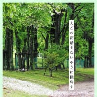 雨上がりのエゴの花で１句　 in　中部公園