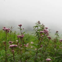 河東碧梧桐／夏断(げだち)して仏の痩を思ひけり