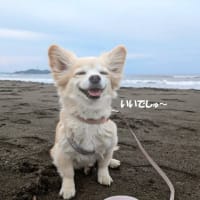 海散歩を楽しんだよ😊