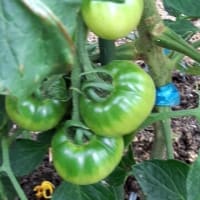 トマト🍅の実がここまで大きく