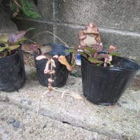 何か良く分からんようになってきた・・・80