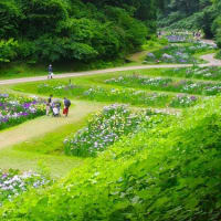「第４０回花しょうぶ祭り」閉幕
