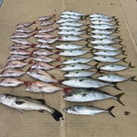 本日の釣果(1/19)