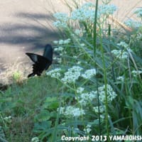 カラスアゲハ（猿倉山森林公園／富山市［大沢野町］舟倉）