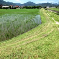 土手の草刈りを（自走式草刈り機にて）