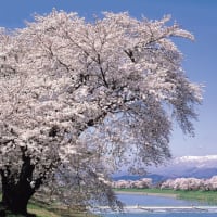 みやぎ仙南エリアの4月の観光イベント情報をお届けします！