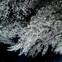 一夜限りの夜桜