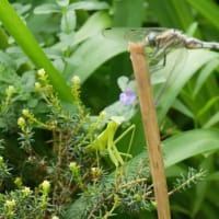 葉物の寄せ植えと虫の攻防と