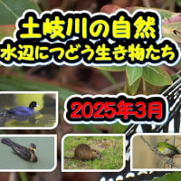 土岐川の自然　【岐阜県多治見市　水辺につどう生き物たち　2025年3月の観察記録】