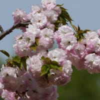 八重桜二種　ネモフィラ