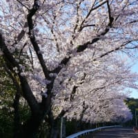 諫早文化会館の桜