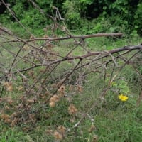 種取りゴボウの枯れ木