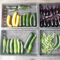 　久し振りの草刈りタップリ　収獲5種類カボチャ他　マダイと野菜料理