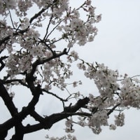 池上本門寺にて
