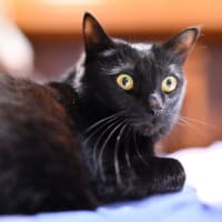 やまぽんちゃんブログランキング