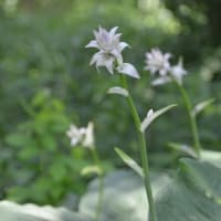 森林公園を歩く