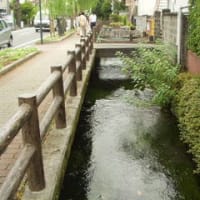 狩野川水系桜川
