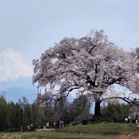 わに塚の一本桜　2025