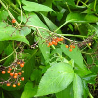 市民の森　初秋の花や実